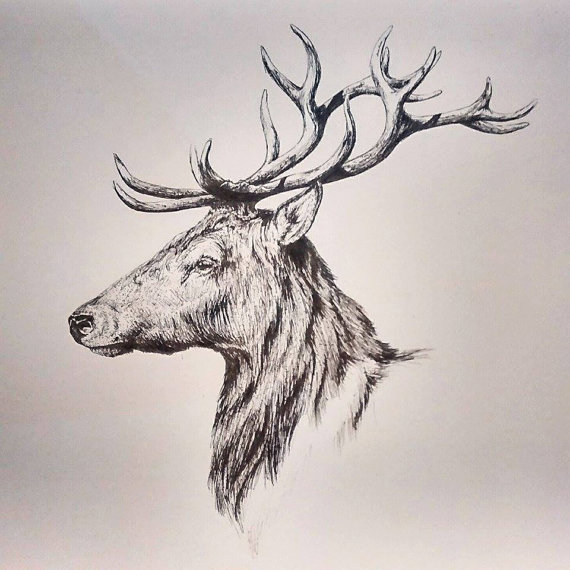 Stag Drawing at GetDrawings | Free download