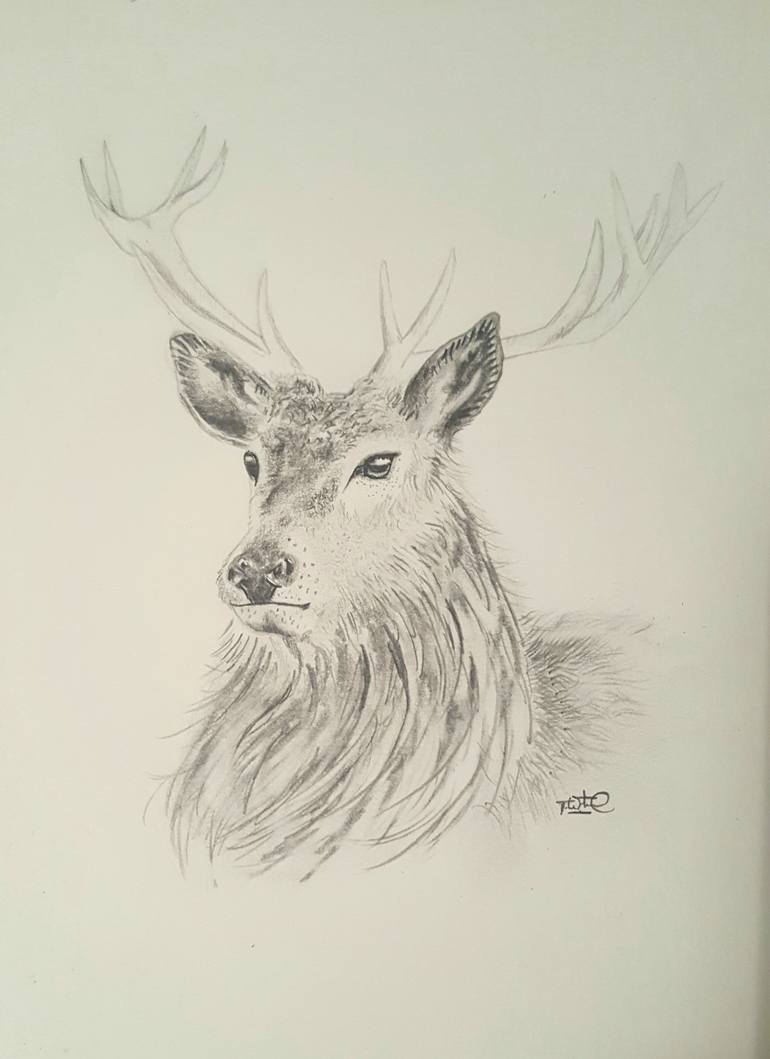 770x1059 Saatchi Art Stag Drawing By Tom Westwood
