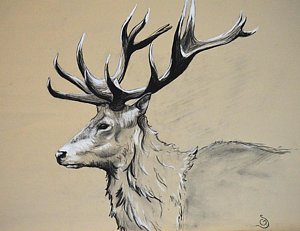 300x231 White Stag Drawings Fine Art America