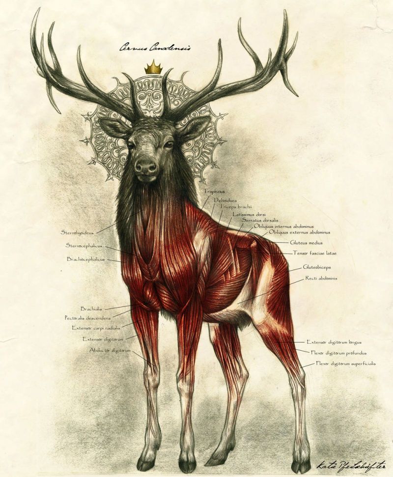 800x971 Stag Anatomy