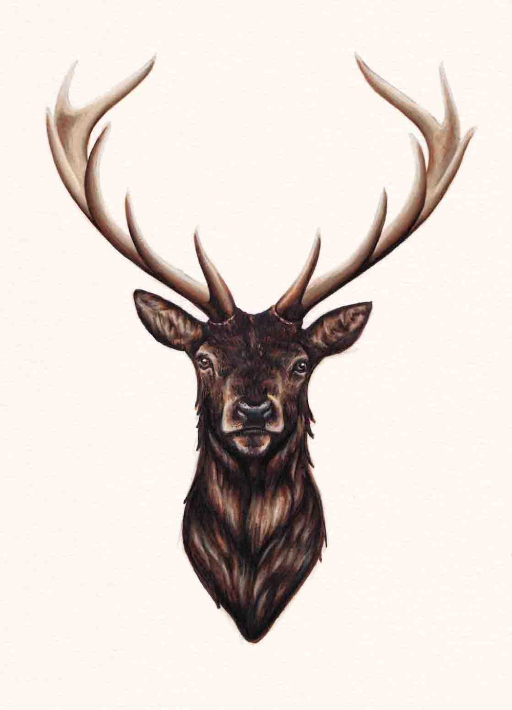 1000x1386 Stag Drawing Tumblr