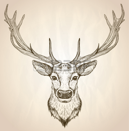444x450 11,973 Deer Head Stock Illustrations, Cliparts And Royalty Free