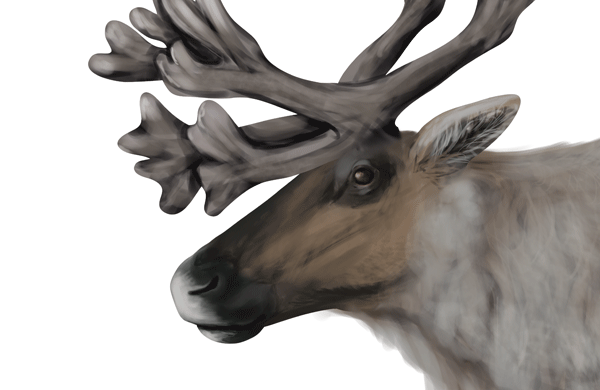 600x390 How To Draw Animals Deer