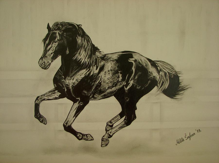 900x670 Black Stallion Drawing By Melita Safran