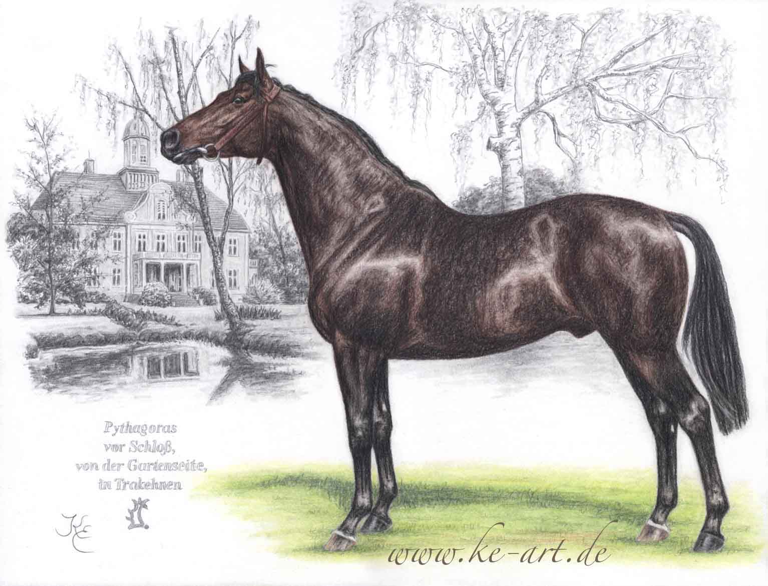 1534x1170 Trakehner Stallion Pythagoras Horse Drawing By Katja Eichhorn