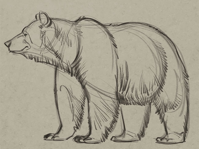 650x488 Learn How To Draw A Bear From A Pro Boys' Life Magazine