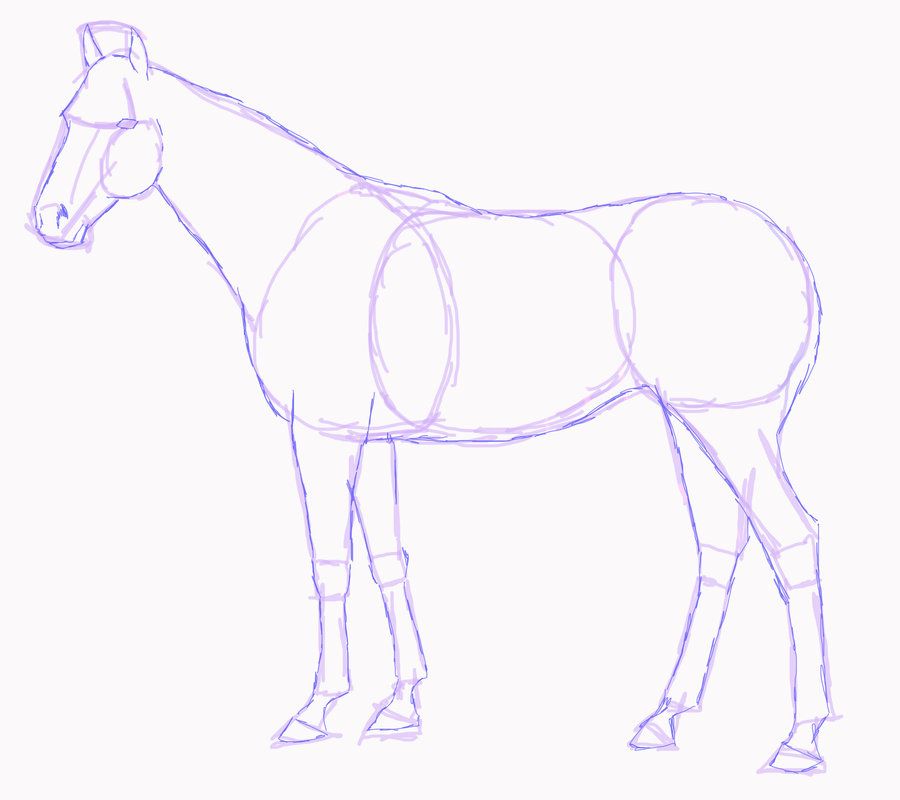 900x800 Horse Drawings To Trace Standing Horse Sketch By
