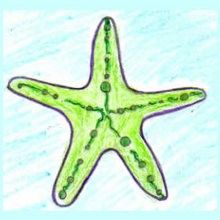 220x220 Sea Star Drawing Lesson. To Draw This Nice Sea Star, You Need