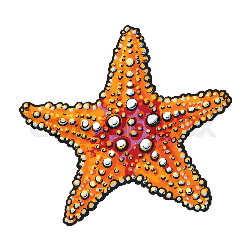 800x800 Hand Drawn Starfish, Underwater Living Organism, Sketch Style