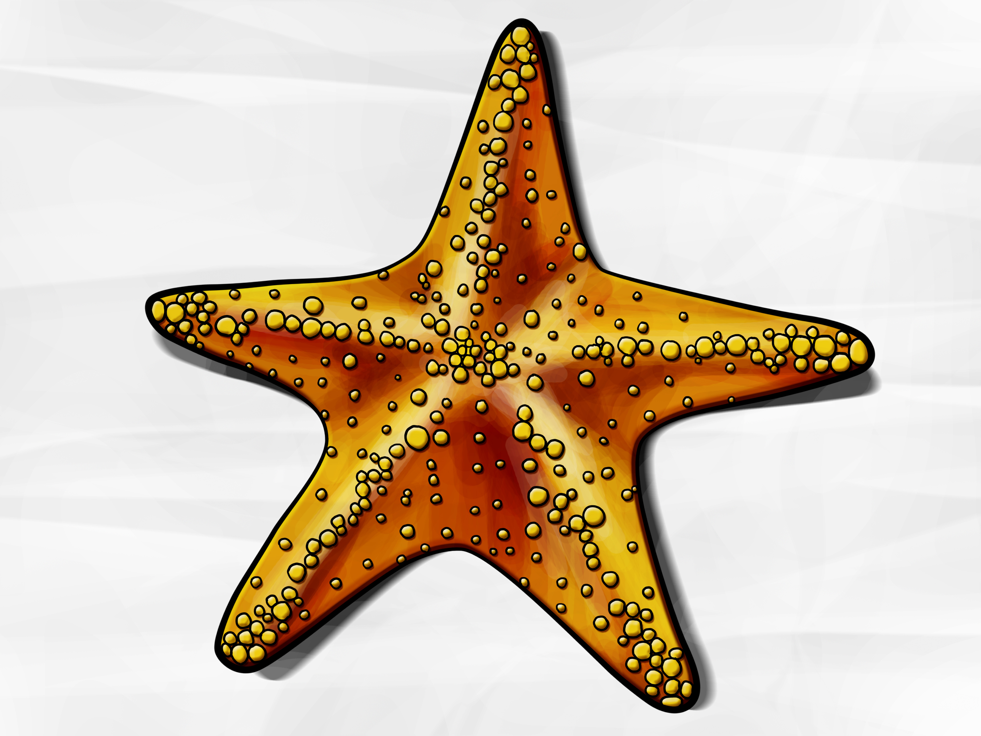 3200x2400 How To Draw A Starfish 6 Steps (With Pictures)