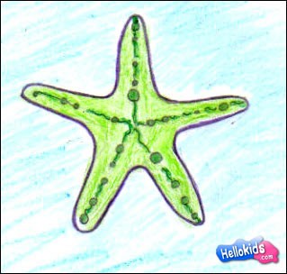 319x304 How To Draw Sea Star