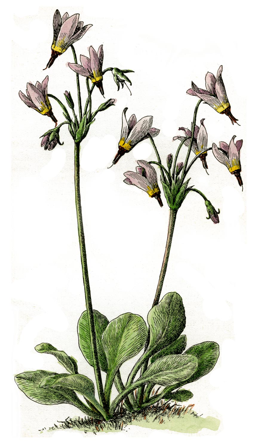 864x1484 Red Maids Calandrinia Ciliata Deborah Small's Ethnobotany Blog