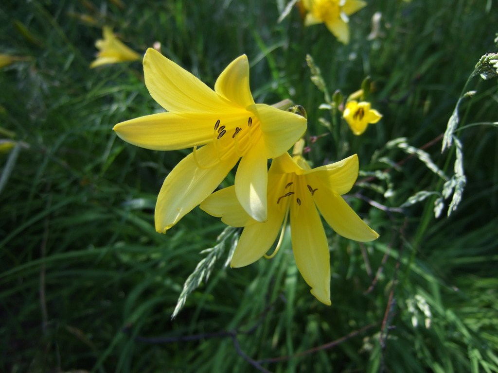 1024x768 Star Of Bethlehem Flower Wallpaper Wallpapers9