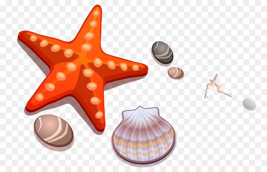 900x580 Cartoon Drawing Seashell Starfish