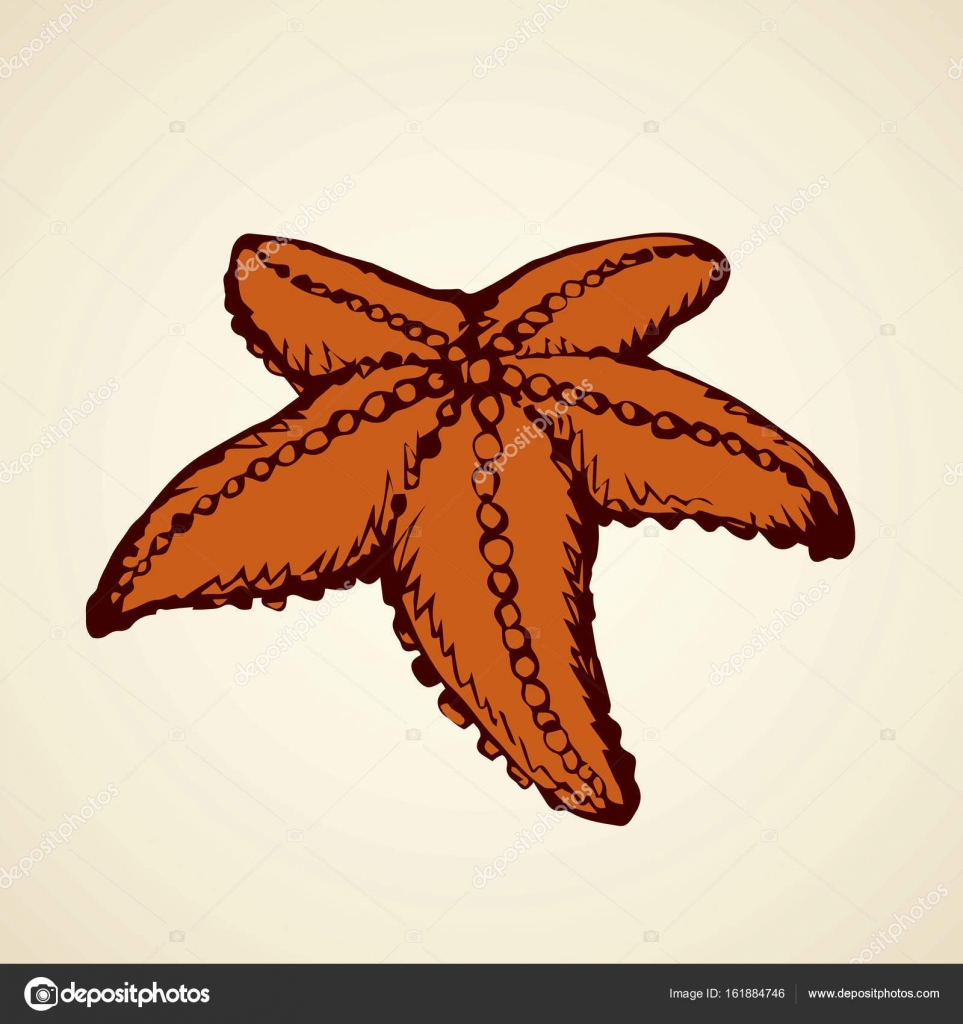 963x1024 Starfish. Vector Drawing Stock Vector Marinka