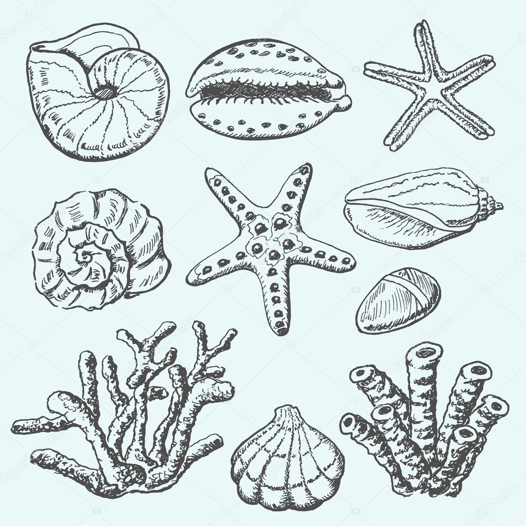 1024x1024 Vector Collection Of Sea Shells, Coral And Starfish. Hand Drawing