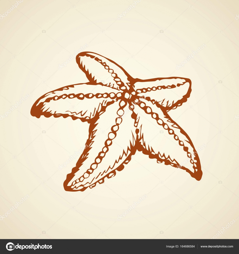 963x1024 Starfish. Vector Drawing Stock Vector Marinka