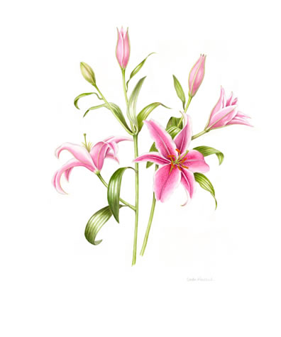 Stargazer Lilies Drawing at GetDrawings | Free download