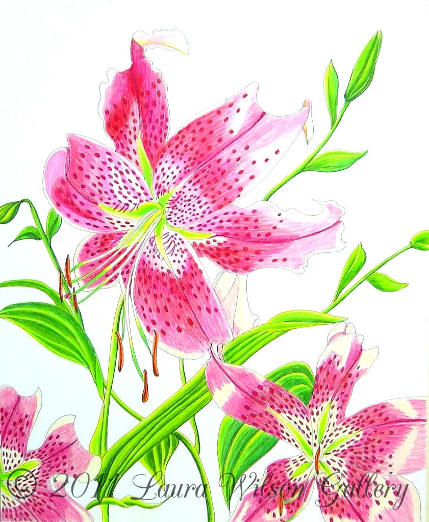 841x1024 Stargazer Lily Original Drawing In Pen And Colored Pencil