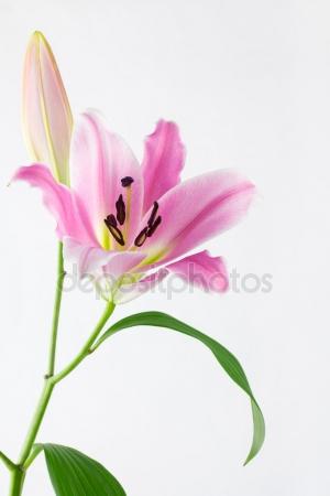 300x450 Delicate Pink Lily. Pencil Drawing Stock Photo Marinka
