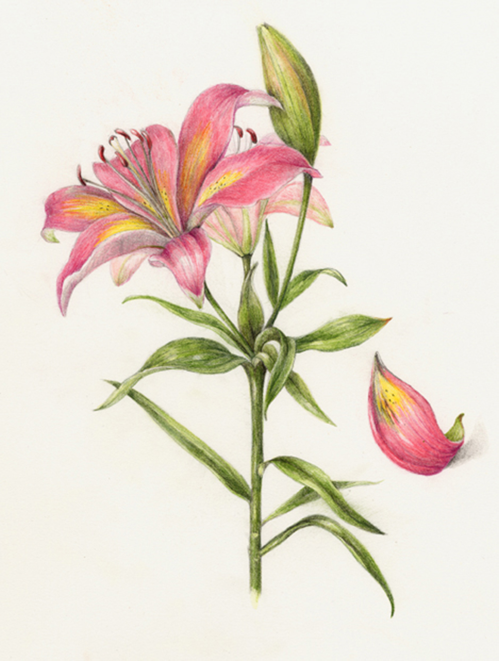 1000x1324 Flowers Gallery Full Botanical Artist Amp Illustrator, Learn