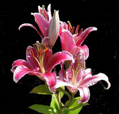 400x384 Lily Pictures To Paint By.