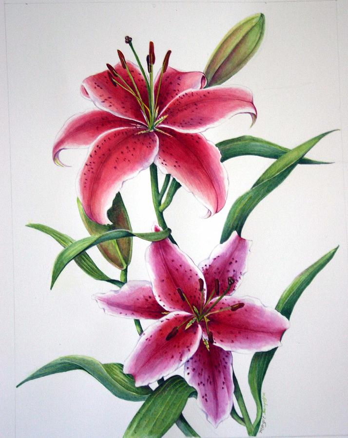 714x900 Margit Sampogna (B.1954) Stargazer (714x900) Floral Lilies