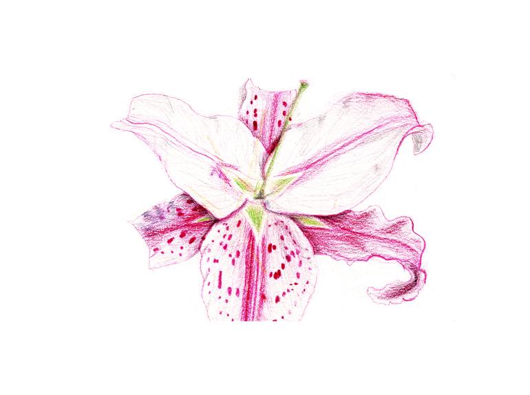 770x574 Saatchi Art Stargazer Lily Drawing By Kellina De Boer