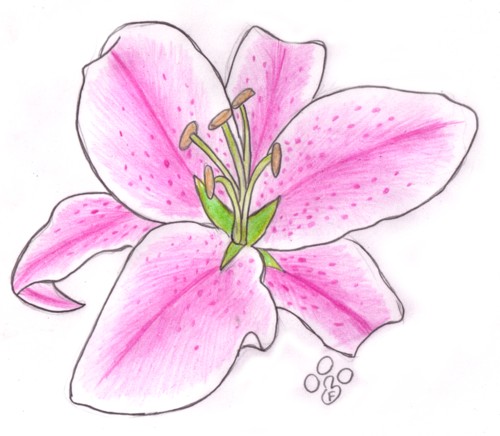 500x436 Stargazer Lily By Marine Ala