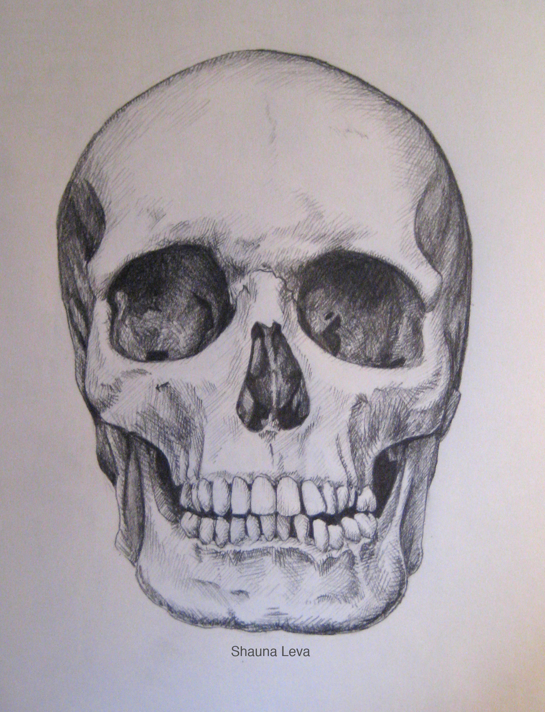 1820x2380 Skull Studies The Shaunart Blog