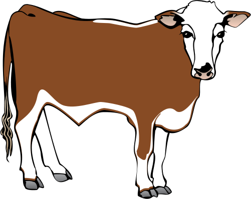 501x398 Steer Cow Drawing