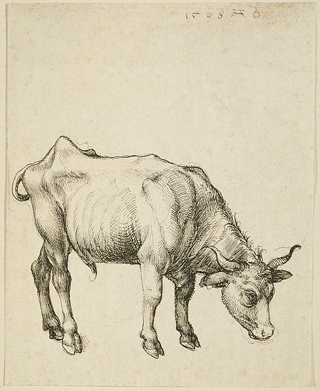629x768 Young Steer, Albrecht Durer