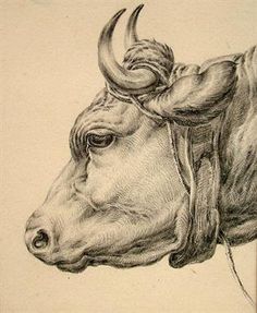 236x287 Cow Head Anatomy Image Search Results Cow Anatomy