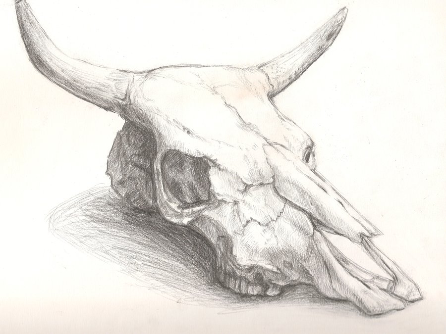 900x675 Cattle Skull Drawing Cattle Skull Tattoo Tattoo