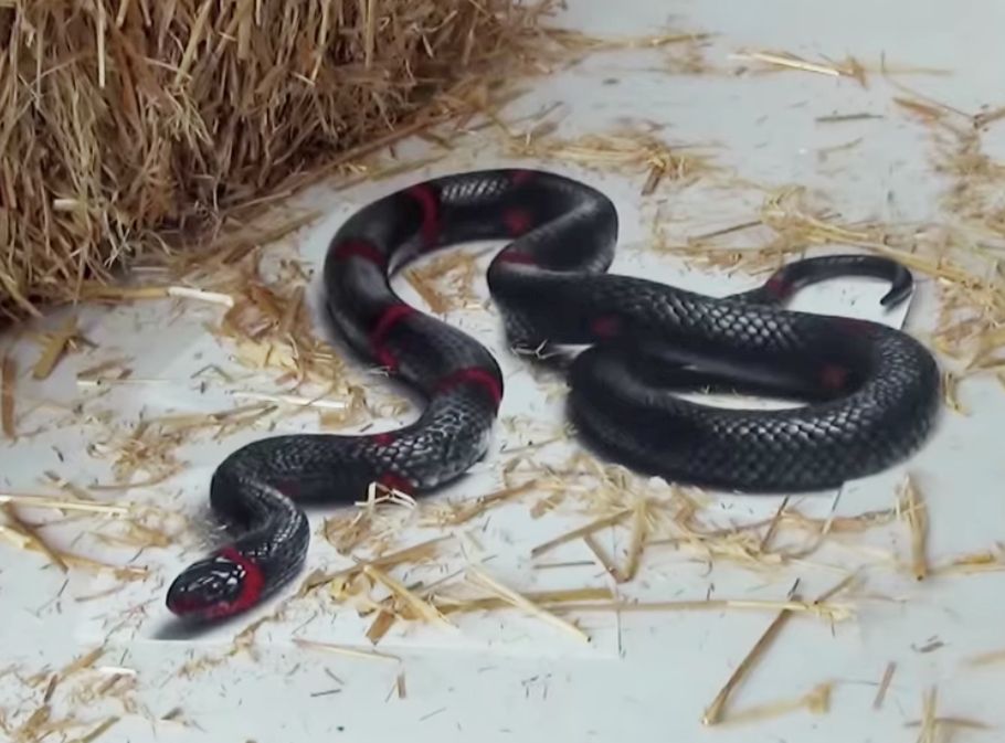 910x673 Best Of Stefan Pabst's 3d Drawings