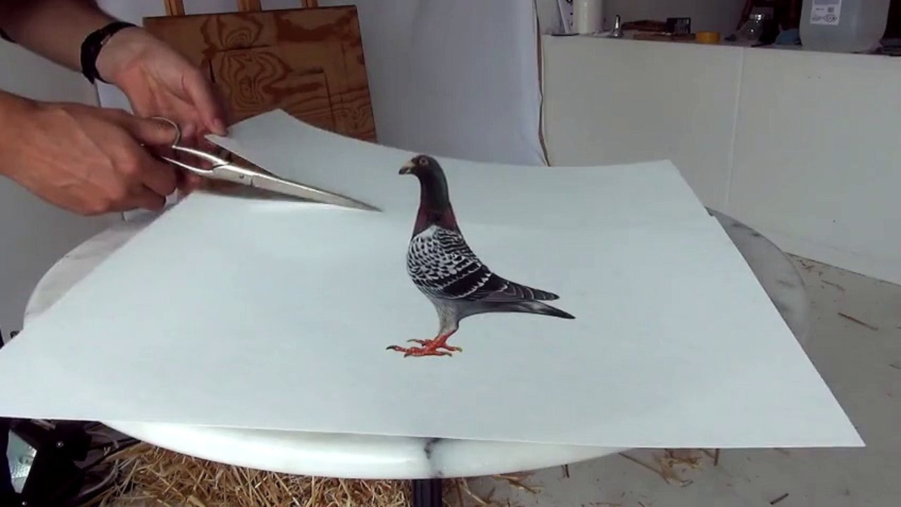 1280x720 Pigeon Drawing In 3d !! Optical Illusion