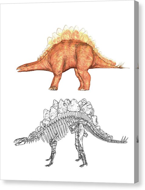 477x622 Stegosaurus Art Fine Art America