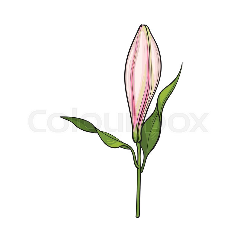 800x800 Single Hand Drawn White Lily Flower Bud With Stem And Leaves, Side