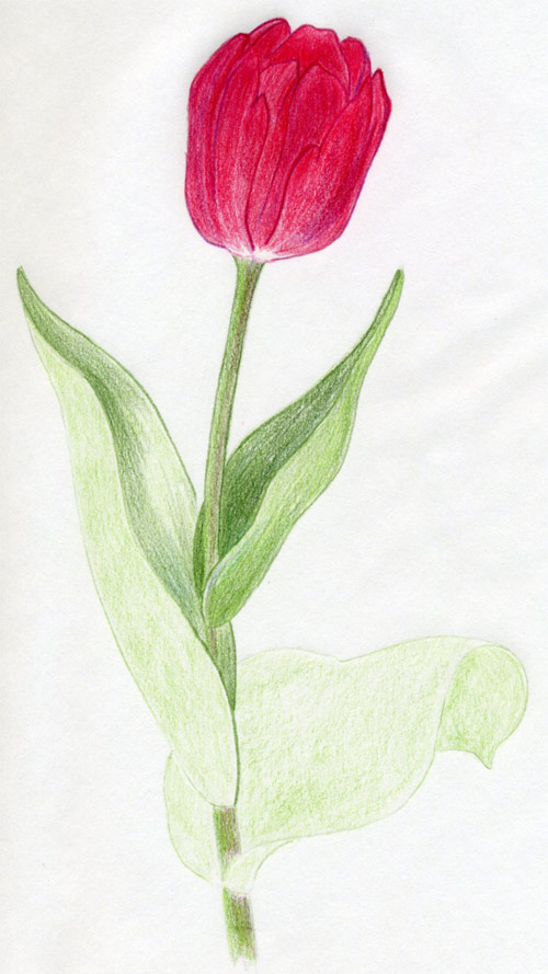 500x889 Tulip Flowers In Few Easy Steps