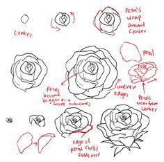 236x234 How To Draw Roses And Peonies Peony And Draw