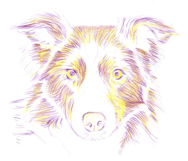 600x513 How To Draw A Dog