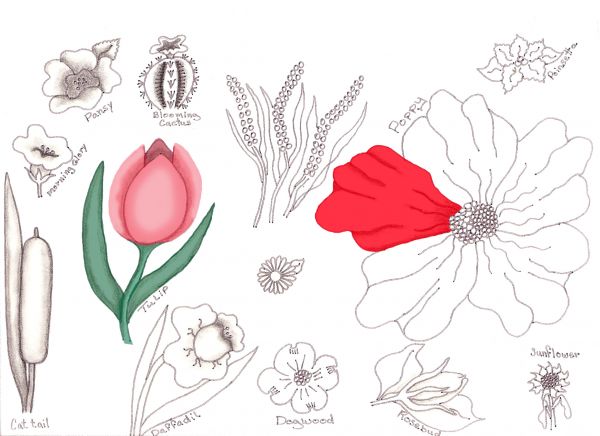 600x436 Flower Drawing Lessons