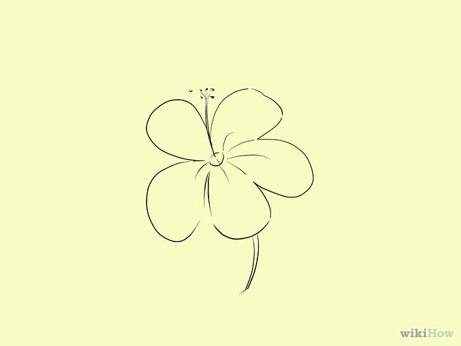 670x503 Draw A Cartoon Hibiscus Flower Hibiscus Flowers, Hibiscus