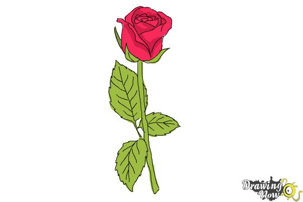 600x400 How To Draw A Rose Step By Step For Beginners