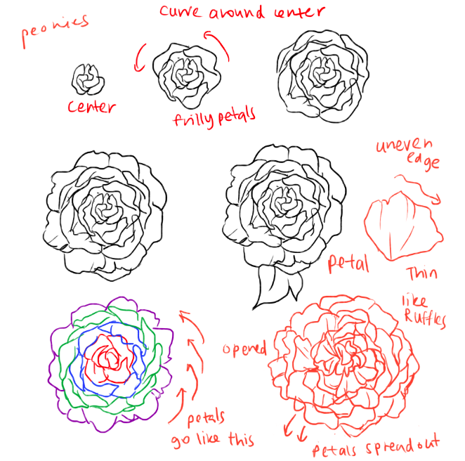 662x656 How To Draw Roses And Peonies Peony, Google And Draw