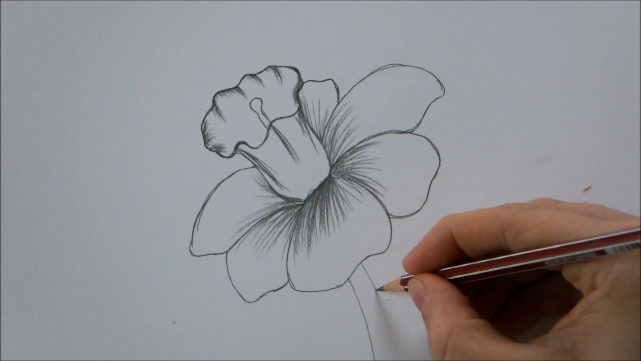 1280x720 Drawing Flowers Step By Step How To Draw A Flower Stepstep In 6