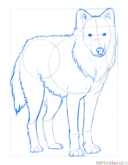 445x575 How To Draw An Arctic Wolf Step By Step Drawing Tutorials