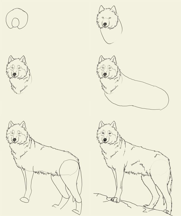 700x836 Image Result For How To Draw A Wolf Step By Step Drawing