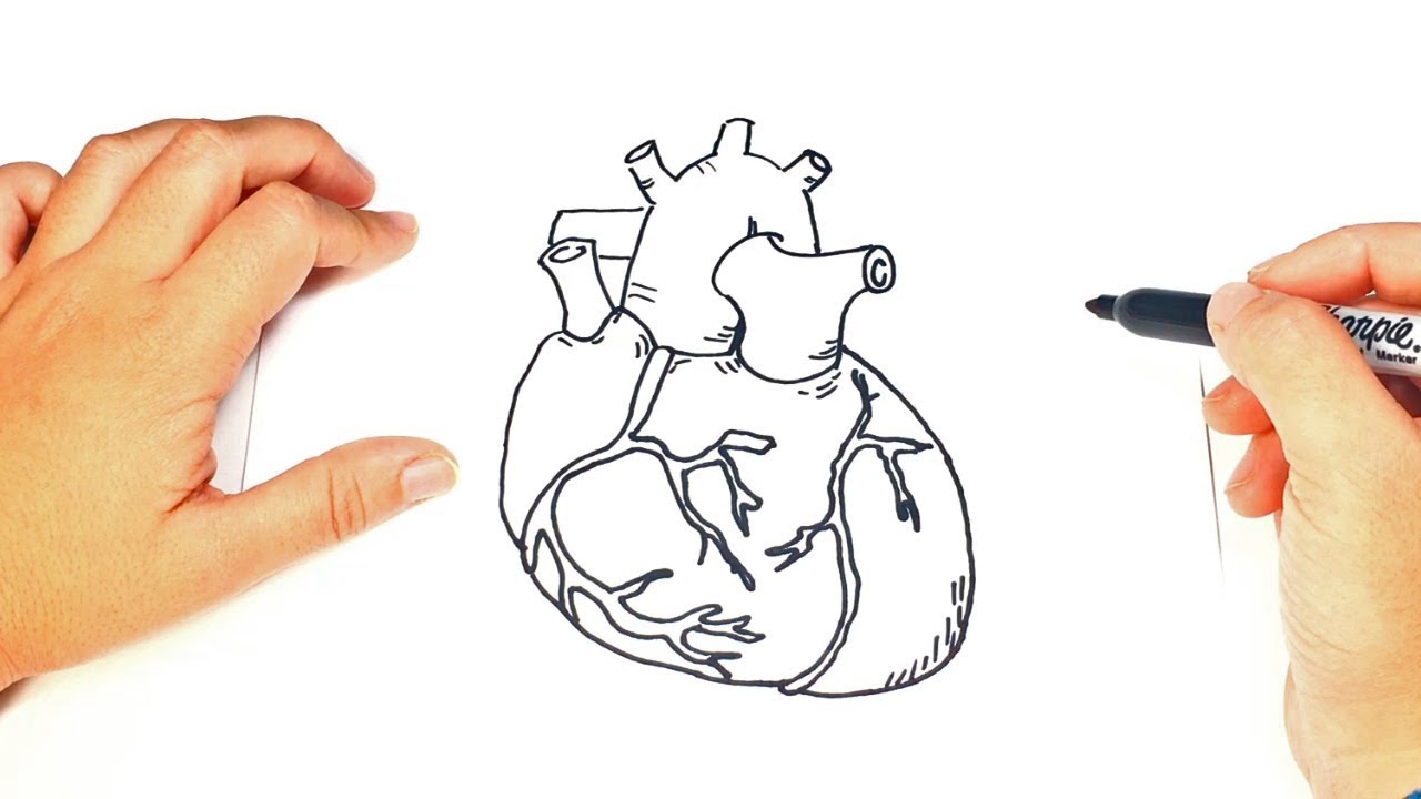 1280x720 How To Draw A Human Heart Step By Step