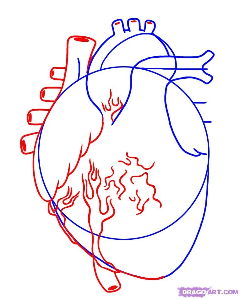764x953 Real Heart Drawing Step By Step